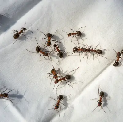 a group of ants on a white surface