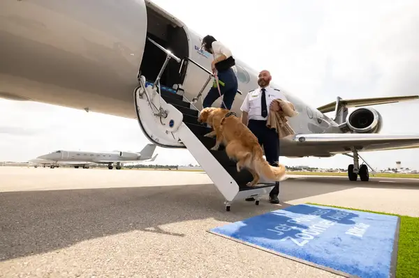 A golden retriever dog walking up stairs to board a private airplane accompanied by two people in professional attire