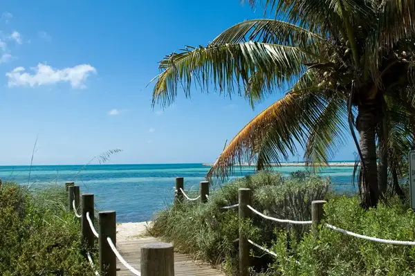 Pathway leading to a beach with a view of the ocean and a palm tree on the right
