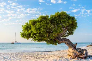 Aruba, Divi divi tree on Eagle Beach 