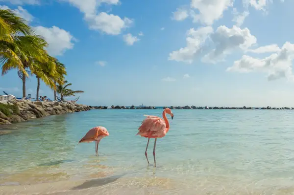 Two flamingos standing in shallow clear water near a tropical beach with palm trees in the background