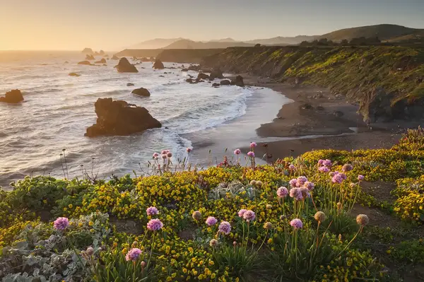 A coastal scene with wildflowers in the foreground rocky shoreline and the ocean stretching to the horizon