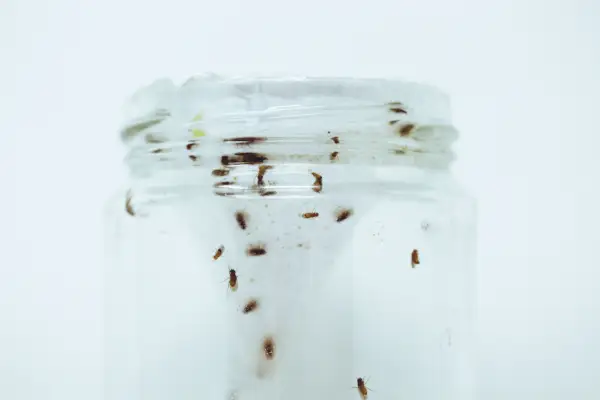 glass jar full of fruit flies