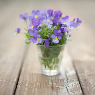 still life of a bouquet of purple pansies flowers in a glass vase on wood background