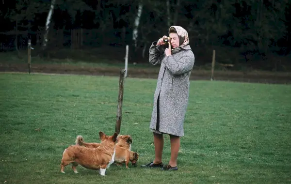 windsor, united kingdom queen elizabeth ii photographing her corgis at windsor park in 1960 in windsor, england photo by anwar husseingetty images