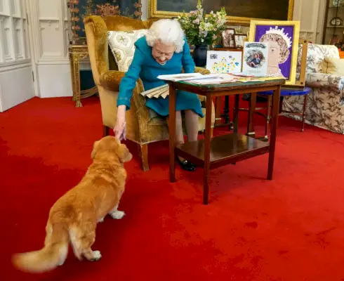 windsor, england february 04 queen elizabeth ii is joined by one of her dogs, a dorgi called candy, as she views a display of memorabilia from her golden and platinum jubilees in the oak room at windsor castle on february 4, 2022 in windsor, england the queen has since travelled to her sandringham estate where she traditionally spends the anniversary of her accession to the throne february 6 a poignant day as it is the date her father king george vi died in 1952 photo by steve parsons wpa poolgetty images