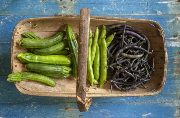 basket of zucchini on rustic blue painted porch floor