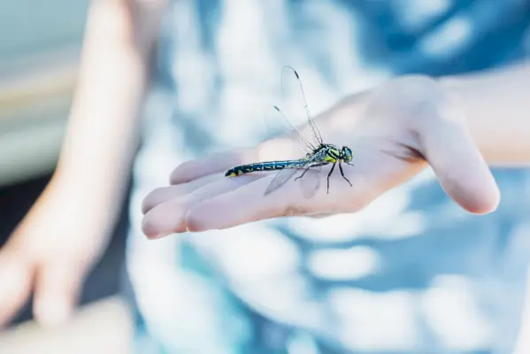 big green dragonfly on boy