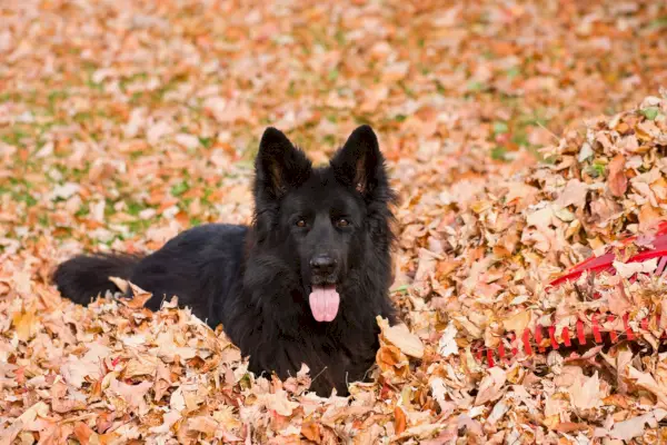 a purebred black, long haired german shepherd dog in a pile of dry leaves next to a red plastic rake