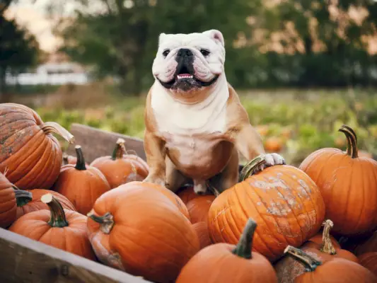 english bulldog in a pumpkin wagon