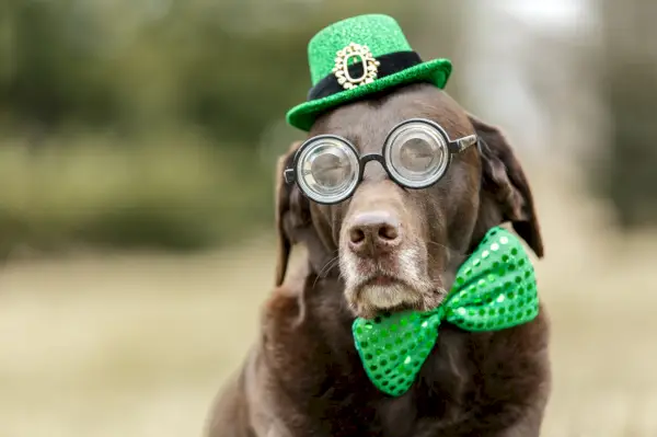 dog dressed in funny glasses with a green hat and tie, captioned with a saint patricks day pun