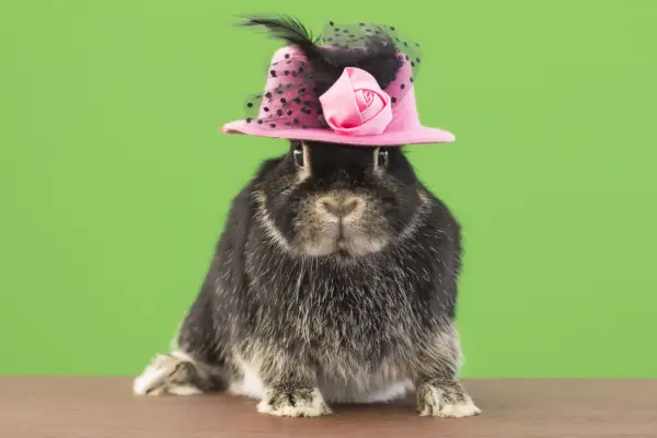 black bunny wearing pink and black easter hat