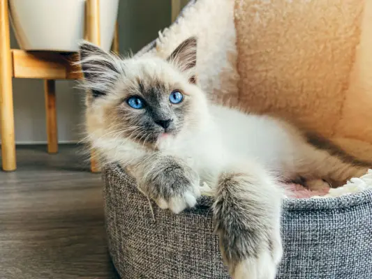 ragdoll kitten sitting relaxed in wool bed