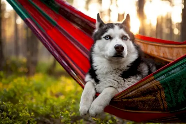 lazy siberian husky dog lying in a hammock