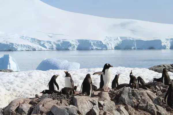 Penguins on a rock in Antarctica 