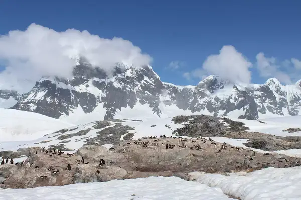 Penguins on rocks in Antarctica 