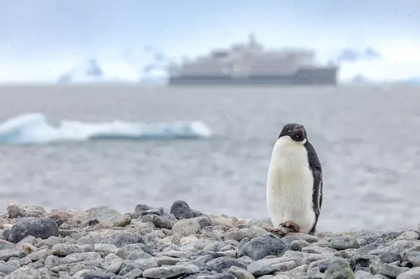 A penguin in Antartica with Swan Hellenic 