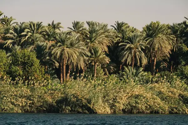 Palm trees and greenery on the Nile River