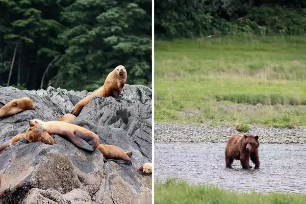 A pair of photos one showing sea lions on rocks and the other a brown bear.