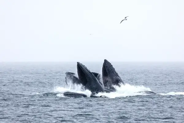 Whales feeding with a seagull flying above. 
