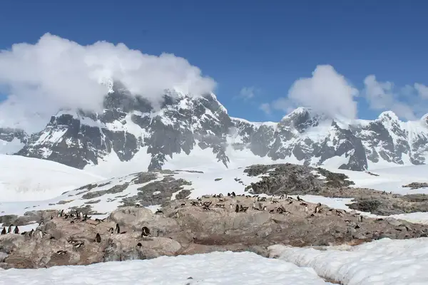 Penguin colony on Antarctica