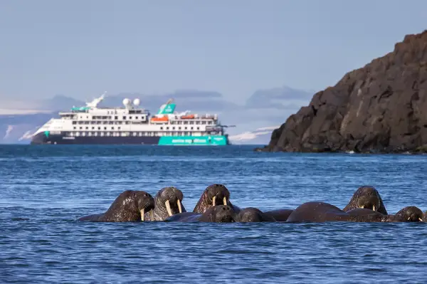 Walruses & MV Sylvia Earler at Russebukta, Svalbard