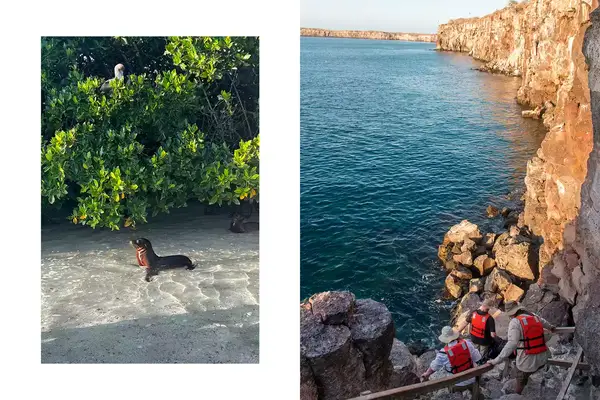 Pair of photos from the Galapagos islands, one showing a sea lion, and one showing people in red life jackets walking down a cliffside