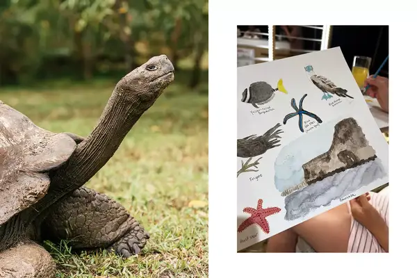 Pair of photos from the Galapagos, one showing a giant tortoise, and one showing watercolor paintings