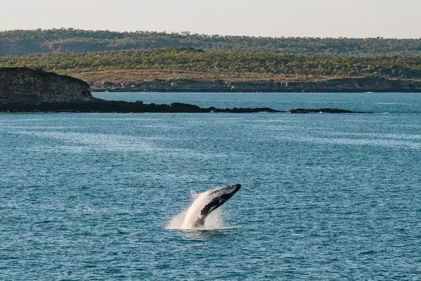 A whale breaching in Kuri Bay