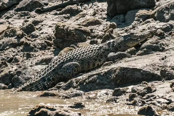 Crocodile on the bank at Cyclone Creek, in Australia