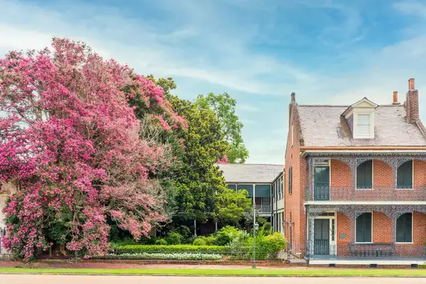 A pink flowering tree next to a house in Mississippi