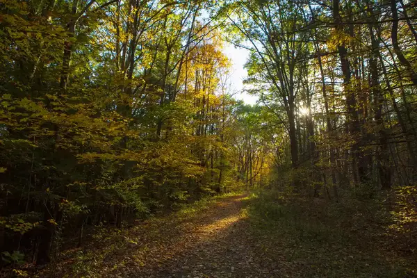 A forest path in early autumn