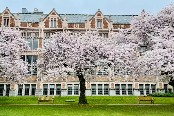 Cherry blossom season in UW