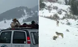 Nature tour in Jackson Hole 