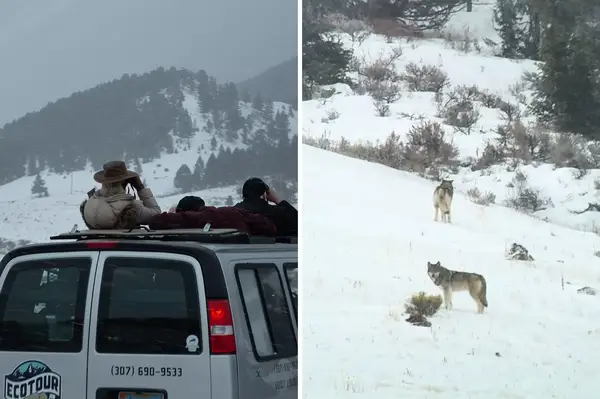 Nature tour in Jackson Hole 