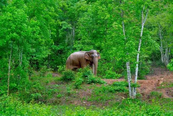 An elephant in a forest in Thailand.