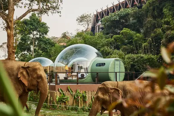 Exterior view of the bubble domes at Anatara Golden Triangle with elephants in the foreground