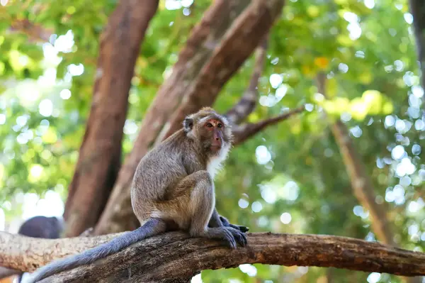 A monkey sitting on a tree branch in a forested area