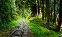 A railway track curving through a dense forest with surrounding greenery