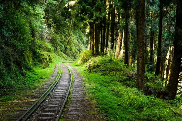 A railway track curving through a dense forest with surrounding greenery