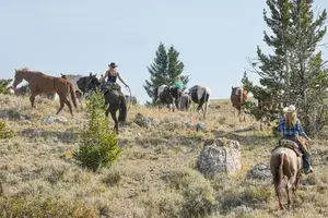 Multiple riders on horseback herding a group of horses in a grassy, rocky open area with scattered trees