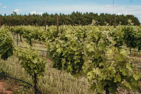 Grape vines growing in rows at a vineyard with a treeline in the background