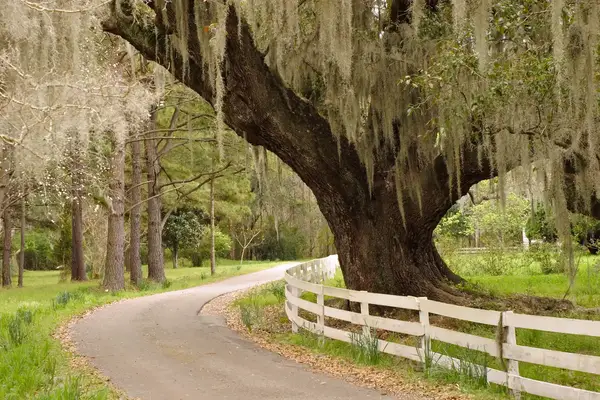 Path through countryside bordered by fence and large tree with moss hanging from branches
