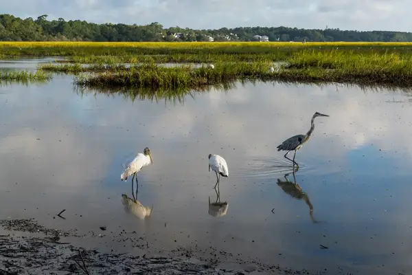 Three wading birds standing in shallow water near a grassy area with a distant wooded shoreline