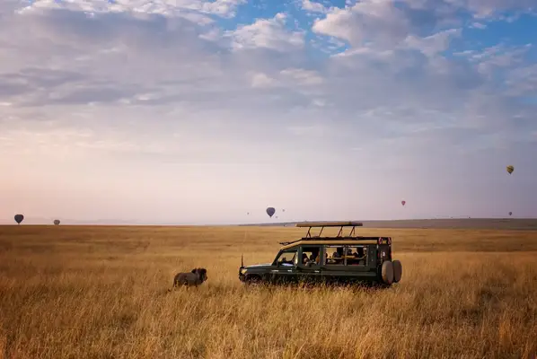 Lion walks in front of Maasai Mara safari vehicle with hot air balloons in the distance.
