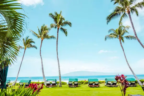 Lounge chairs under palm trees in Maui