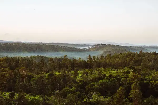 View of fog hanging over the Mountain Pine Ridge Reserve