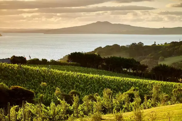 Sunset view over vineyards looking out at the water on Waiheke Island, New Zealand