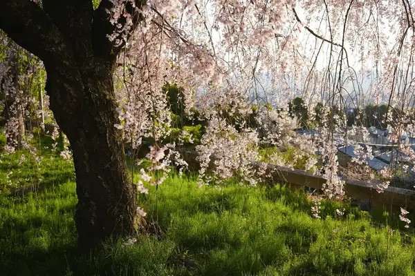 Cherry blossoms hanging from a tree with a scenic view in the background sunlight filtering through the branches
