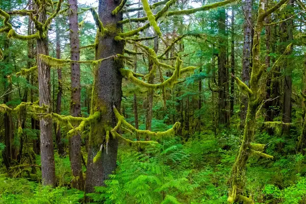 Lush green forest with moss-covered tree branches, likely part of a rainforest setting